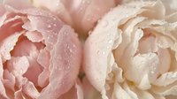 Soft pink and cream peony flowers with delicate water droplets on layered petals creating romantic floral background for wedding invitations and spring decor.