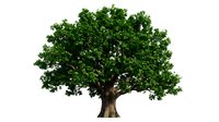 Large green oak tree with dense foliage isolated on white background for environmental design projects and nature graphics.