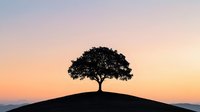 Silhouette of lone tree on hilltop against pastel sunset sky with orange and purple hues, creating minimalist landscape composition for wall art and meditation visuals.