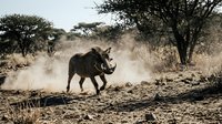 Wild African elephant charging through dusty savanna landscape with acacia trees creating dramatic dust cloud in natural habitat during dry season.
