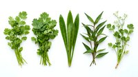 Fresh culinary herbs collection with parsley, sage, rosemary and thyme arranged on white background for cooking and seasoning recipes.