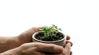 Hands gently holding small potted plant seedlings in white ceramic pot with rich dark soil, symbolizing growth, care and new beginnings in gardening.