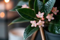 Delicate pink flowers blooming on glossy green leaves of indoor plant against soft bokeh background, creating serene natural atmosphere for wellness and spa designs.