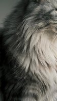 Close-up macro shot of soft gray and white animal fur texture showing natural patterns and fine hair details for backgrounds and design projects.