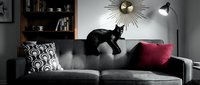 Young black cat playing and jumping on gray sofa with decorative pillows in modern living room interior with shelving and wall clock.