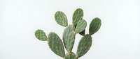 Prickly pear cactus with green paddle-shaped stems isolated on white background, ready for design projects, botanical illustrations, and decorative applications.