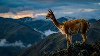 Majestic llama standing on mountain ridge at sunset with dramatic sky and valley landscape in background showcasing Andean wildlife in natural habitat.