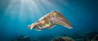 Cuttlefish swimming gracefully in deep blue ocean waters with sunlight rays penetrating through surface, showcasing marine biodiversity and underwater ecosystem.