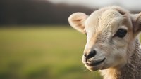 Adorable young calf with soft golden fur standing in sunny pasture field, farm animal portrait with gentle expression for agricultural content.