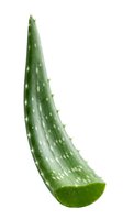 Isolated aloe vera leaf with white spots and spiky edges on white background, ready for design, botanical, and wellness graphic applications.
