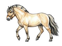 Cream-colored horse with dark mane and tail, isolated on white background. Suitable for equestrian designs, educational materials, clipart, apparel and branding projects.