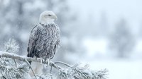 Bald eagle perched on frost-covered branch during snowfall, wildlife in winter landscape, nature photography for environmental and conservation themes.