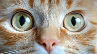 Close-up portrait of an orange tabby cat with striking green eyes and detailed fur texture, capturing feline curiosity and natural beauty.