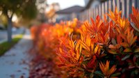 Vibrant orange foliage of ornamental shrubs lining suburban street at sunset, creating dramatic autumn landscape for residential garden design.