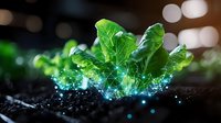 Fresh green lettuce leaves emerging from dark soil with glowing blue digital network effect, representing agricultural technology and smart farming innovation.