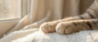 Close-up of tabby cat paws resting on soft beige blanket near window with natural sunlight, suitable for pet care, comfort and relaxation themes.