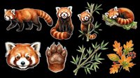 Red panda collection with isolated animals, paws, and bamboo foliage on transparent background. Ready for t-shirt designs, clipart, stickers, sublimation, and print-on-demand products.