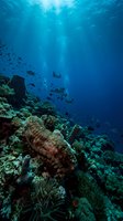 Vibrant coral reef ecosystem with tropical fish swimming in crystal clear blue ocean water with sunlight rays penetrating from surface above.