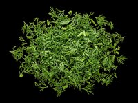 Fresh chopped dill herb pile isolated on transparent background, ready for food design, stickers, t-shirt prints, clipart, and print on demand projects.