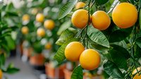 Fresh ripe oranges growing on tree branches with green leaves in garden. Natural citrus fruits on plant with selective focus and blurred background.