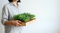 Young woman with dark hair and light skin tone, wearing a casual linen shirt, holding a wooden tray with fresh microgreens. Suitable for organic farming, sustainable agriculture, and healthy lifestyle content.