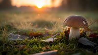 Fresh porcini mushroom growing in moss during golden hour sunrise, natural organic food ingredient for cooking and culinary applications in outdoor setting.