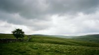 Solitary tree stands in rolling green hills under dramatic cloudy sky, perfect for landscape and nature backgrounds.