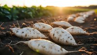 Fresh white radishes harvested from organic farm field during golden hour sunset. Agricultural produce ready for market sale and healthy cooking.