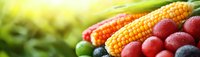 Fresh organic produce panorama with sweet corn, cranberries, blueberries and limes against blurred green garden background. Healthy eating concept.