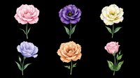 Colorful carnation flowers isolated on transparent background, ready for t-shirt design, clipart, stickers, sublimation and print-on-demand projects.