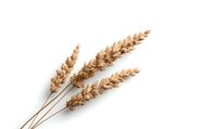 Dried wheat stalks with golden ears isolated on pure white background, natural cereal grain harvest ready for design projects and agricultural concepts.