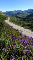 Winding mountain road through alpine meadows with purple wildflowers blooming along roadside, dramatic peaks and green valleys under clear blue summer sky.