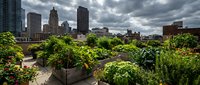 Urban rooftop garden with lush green plants and vegetables overlooking city skyline with tall buildings and dramatic cloudy sky, sustainable agriculture and green space concept.