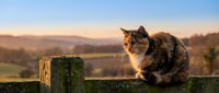 Tabby cat sitting on stone wall during golden hour sunset with countryside landscape and rolling hills in soft focus background.