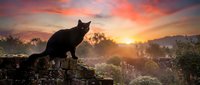 Black cat silhouette perched on stone wall at dramatic sunset with golden and orange sky, misty forest landscape background, wildlife and nature scene.