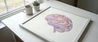 Medical brain anatomy illustration in pink and purple watercolor style on white paper, educational healthcare neuroscience artwork for study materials.
