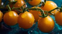 Fresh yellow cherry tomatoes with water drops on vine against dark turquoise background in macro photography, showing natural organic produce.