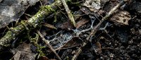 Forest floor decomposition with moss-covered fallen branches and decaying autumn leaves creating natural woodland texture for environmental concepts.