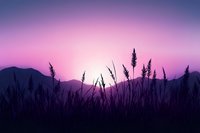 Serene wheat field silhouettes against purple pink sunset sky with mountain backdrop creating peaceful rural landscape for meditation and wellness content.