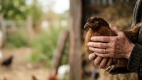Farmer holding brown chicken in hands outdoors on rural farm, poultry care and sustainable agriculture concept.