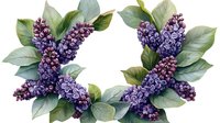 Purple lilac flowers with green leaves arrangement on isolated background, botanical spring floral composition for decorative design and greeting cards.
