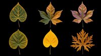 Autumn leaves collection in various stages of seasonal color change, isolated on transparent background. Ready for t-shirt designs, clipart, stickers, print-on-demand products, and sublimation projects.