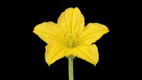 Bright yellow flower with five petals isolated on transparent background, ready for clipart, t-shirt design, stickers, print-on-demand products, and sublimation projects.