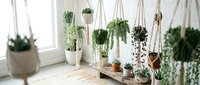 Cozy indoor garden with hanging plants in macrame holders and potted greenery on wooden shelf near bright window for home decor and botanical interior design.