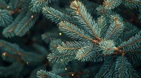 Fresh blue spruce branches with soft bokeh lights create magical winter holiday atmosphere, close up view of evergreen needles in dark moody setting.