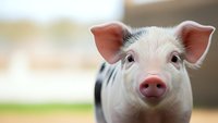 Adorable young pig with pink snout and perked ears looking directly at camera on blurred farm background for agricultural and livestock content.