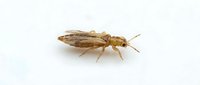 Isolated brown insect specimen on white background, suitable for educational materials, scientific illustrations, and design projects.