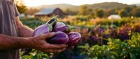 Farmer hands holding fresh purple eggplants at sunset in organic vegetable garden with mountain landscape background for healthy cooking and agriculture.