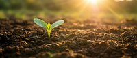 Young green seedling sprouting from rich dark soil with warm golden sunlight creating natural bokeh background for growth and agriculture concepts.