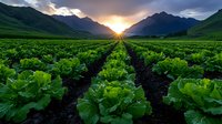 Lush green lettuce rows stretch toward dramatic mountain peaks at golden sunset, showcasing sustainable agriculture in a scenic valley landscape.